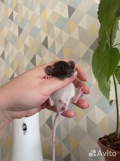 Крысята Дамбо