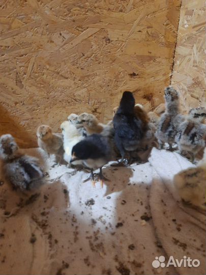 Цыплята породы Китайская шелковая