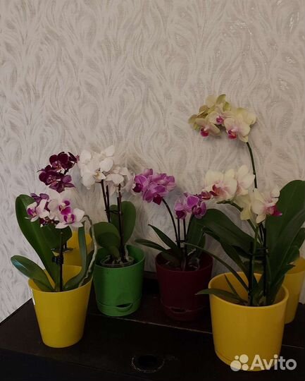 Орхидея фаленопсис mini