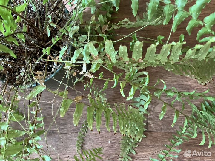 Папоротник нефролепис