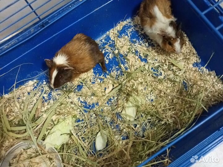 Морская свинка