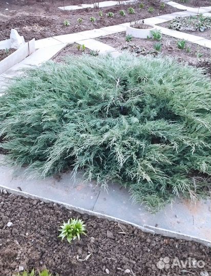 Можжевельник стелющийся