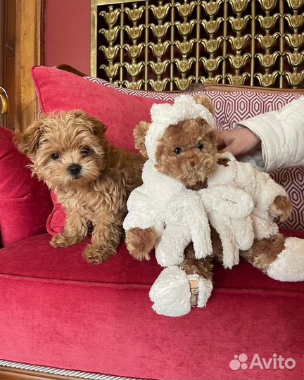 Мальтипу мини f1