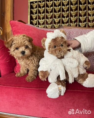 Мальтипу мини f1