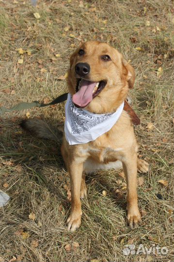 Баффи-ласковая собаченька ищет дом