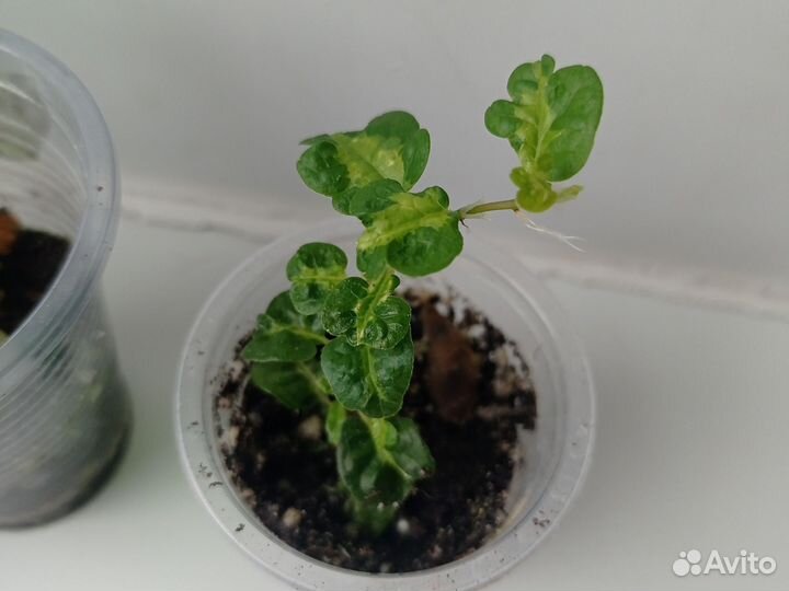 Фикус Пумила Керли