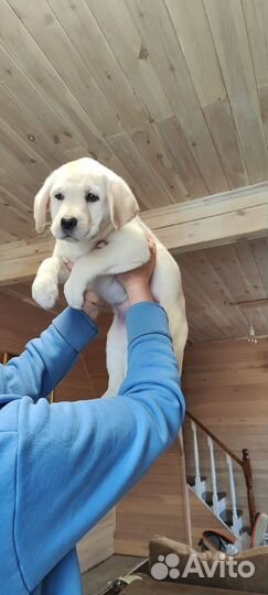 Щенок лабрадора