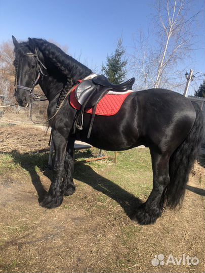 Фризские лошади