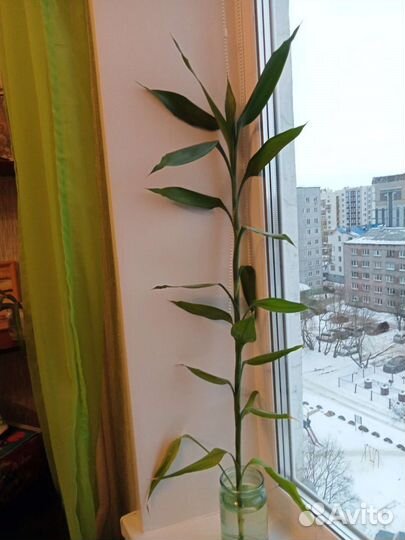 Драцена Сандера 