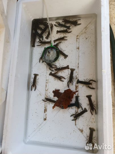 Австралийские раки