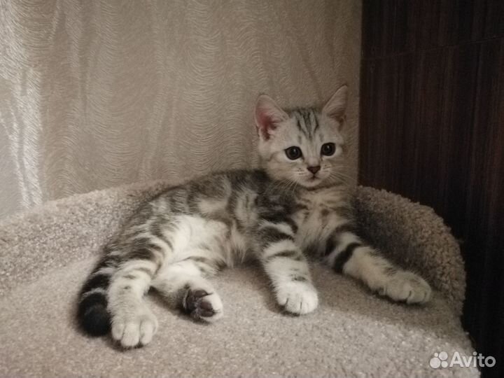 Шотландский котик