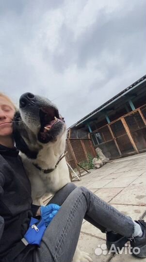 Зоопсихолог Кинолог Специалист по поведению