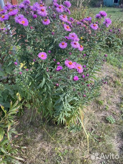 Хризантема кустовая