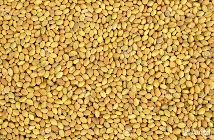 Семена клевера