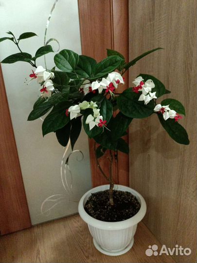 Клеродендрум Томпсона
