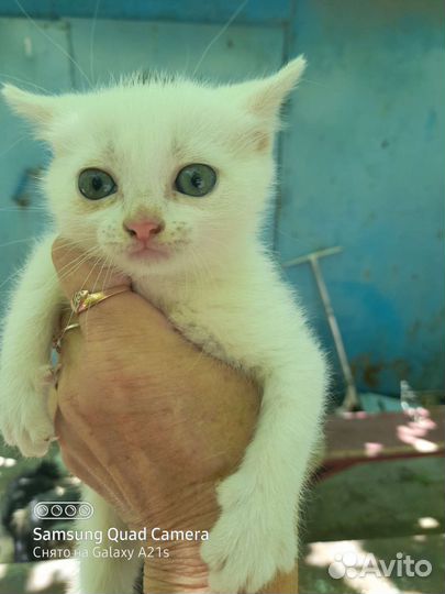 Котята отдам бесплатно
