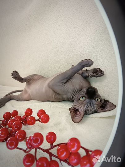 Девочка котенок сфинкс