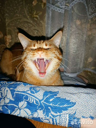 Кот ищет кошечку