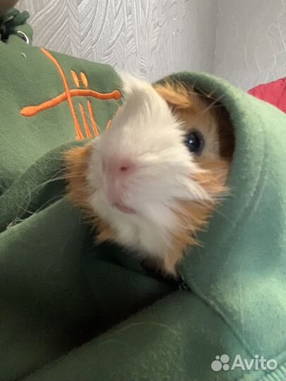 Невеста для морского свина