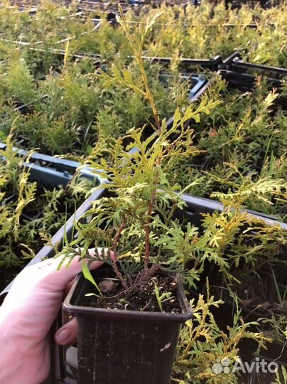 Туи в ассортименте