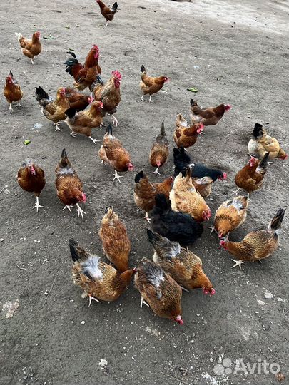 Яйцо куриное