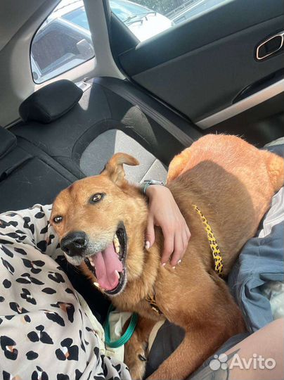 Умный и статный пёс из приюта в поисках дома