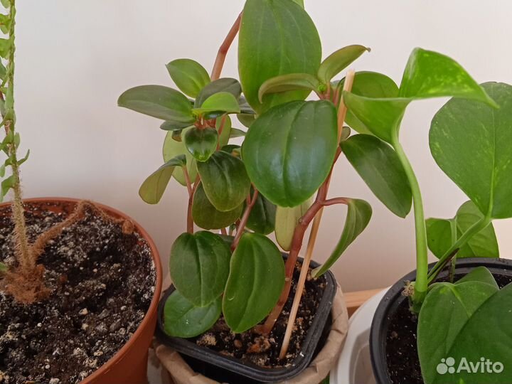 Комнатные растения и цветы