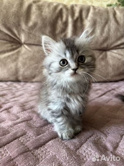 Британские котята