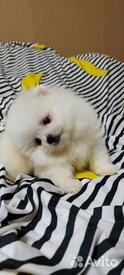 Померанский шпиц шикарные медвежата