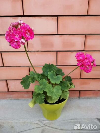 Пеларгония сортовая 