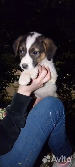 Щенок Девочка в добрые руки