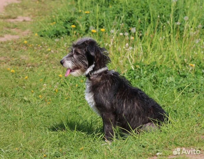 Манечка в семью, стерилизована