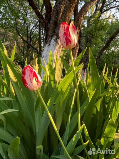 Тюльпаны двухцветные