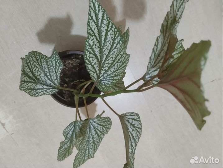 Бегонии сортовые