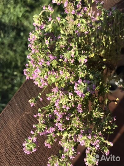 Чабрец алтайский сухой