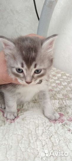 Сибирский котенок