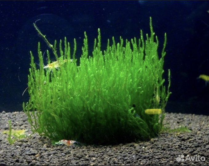 Аквариумные растения