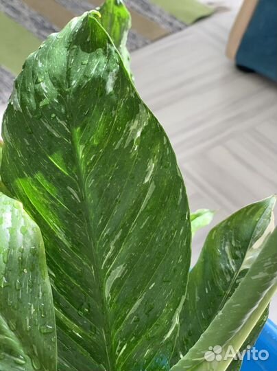 Спатифиллум