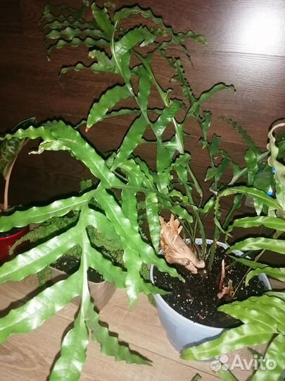 Папоротники сортовые