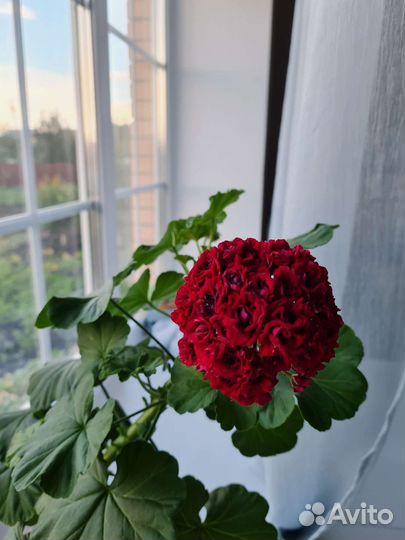 Пеларгония герань сортовая