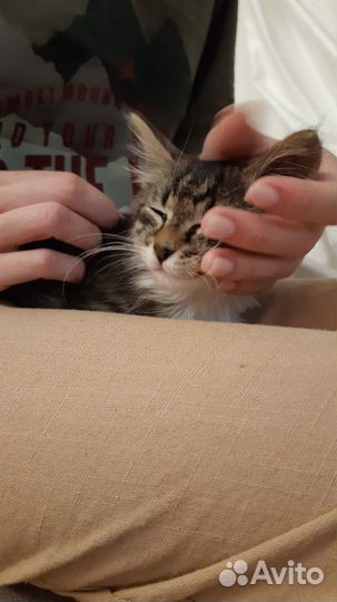 Котенок в добрые руки