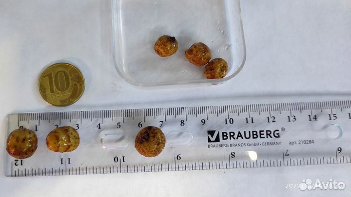 Семена тигрового ореха