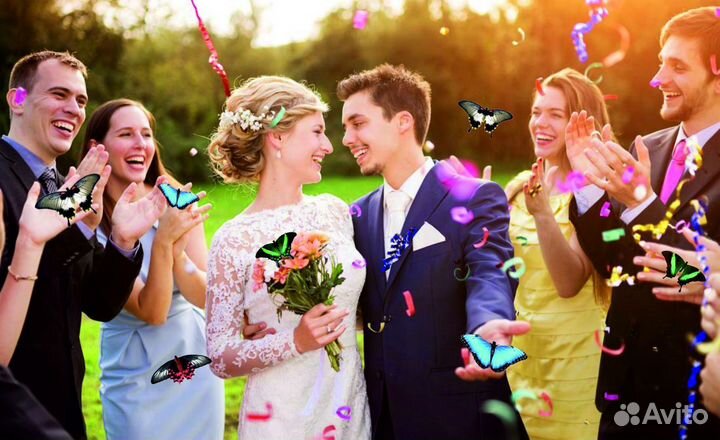 Салют из 10 Живых Тропических Бабочек с/б-11