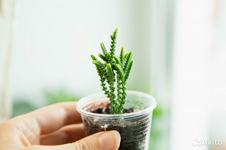 Крассула Плауновидная