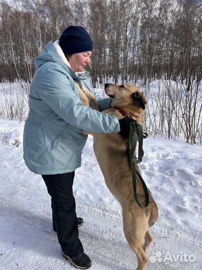 Собаки из приюта ждут вас