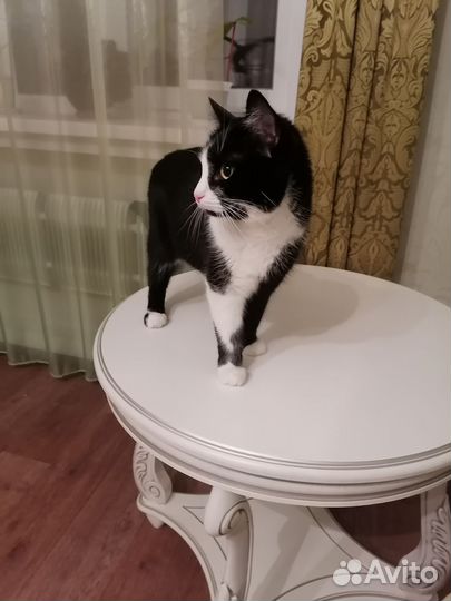 Черно белая кошка