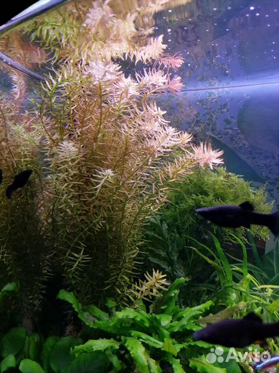 Аквариумные растения