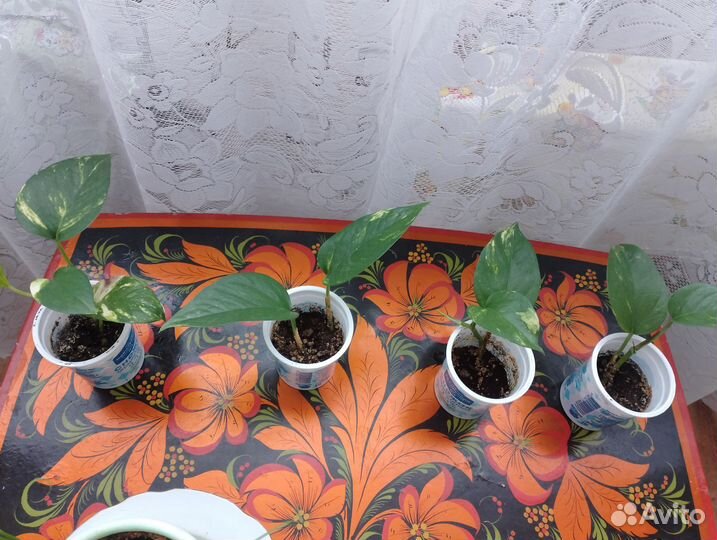 Сциндапсус (лиана)