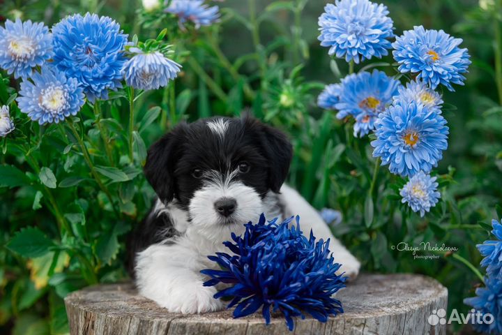 Джек рассел терьер