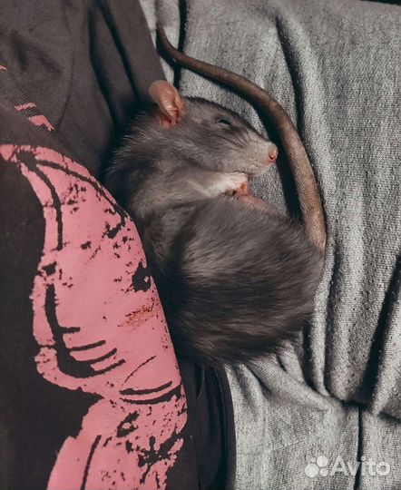 Передержка животных на дому